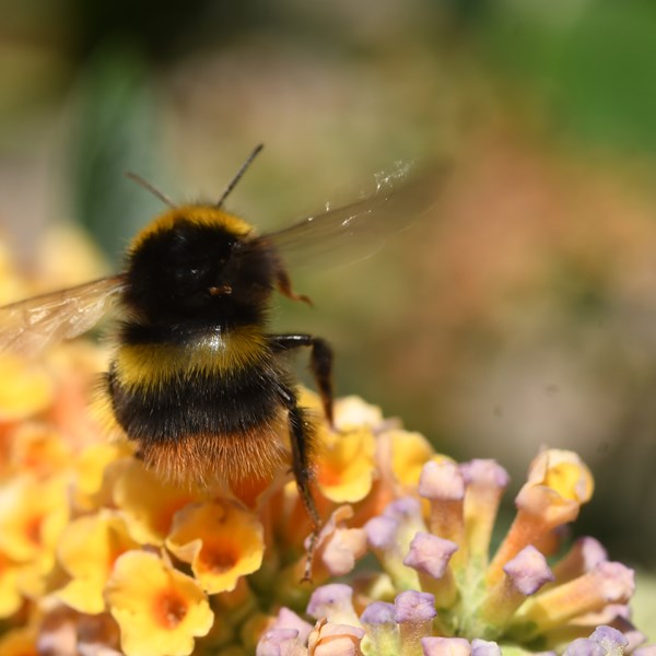 Cursus Wilde bijen & dagvlinders/hun planten & beheer